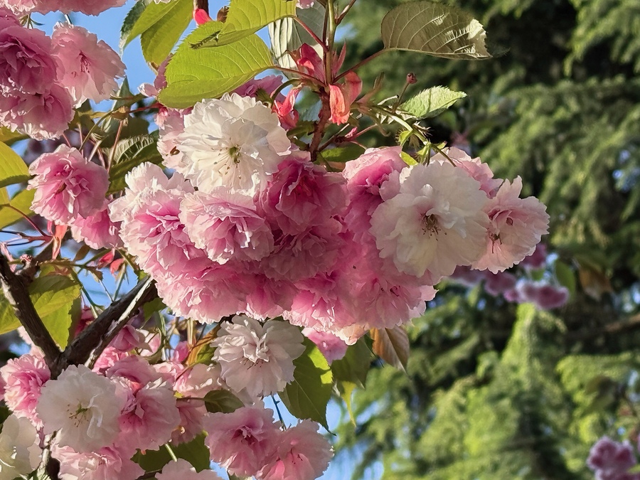 Multi-coloured cherry blossoms