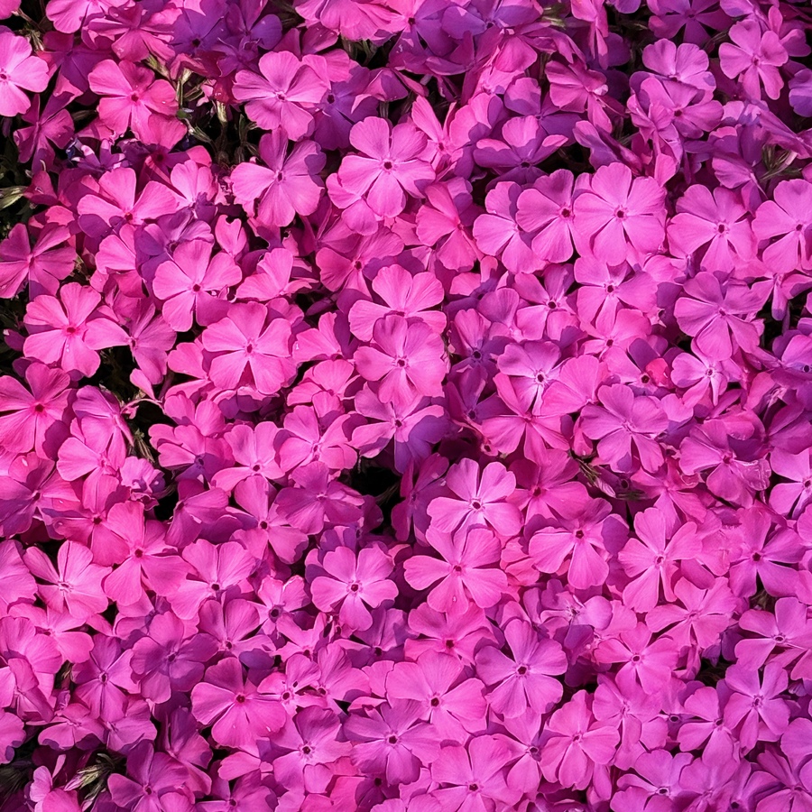 Purple phlox perhaps