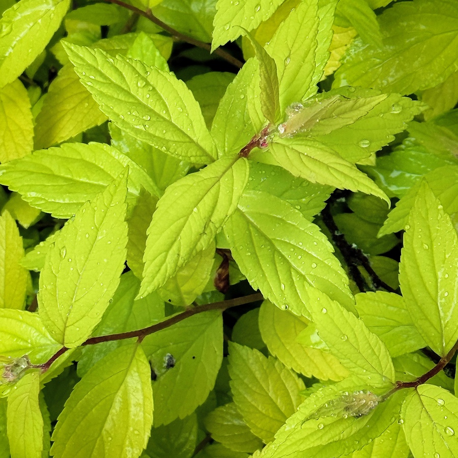 Minty coloured meadowsweets perhaps