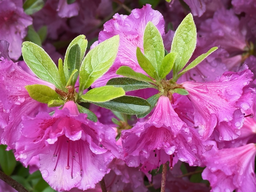 More dichromacy with Rhododendrons