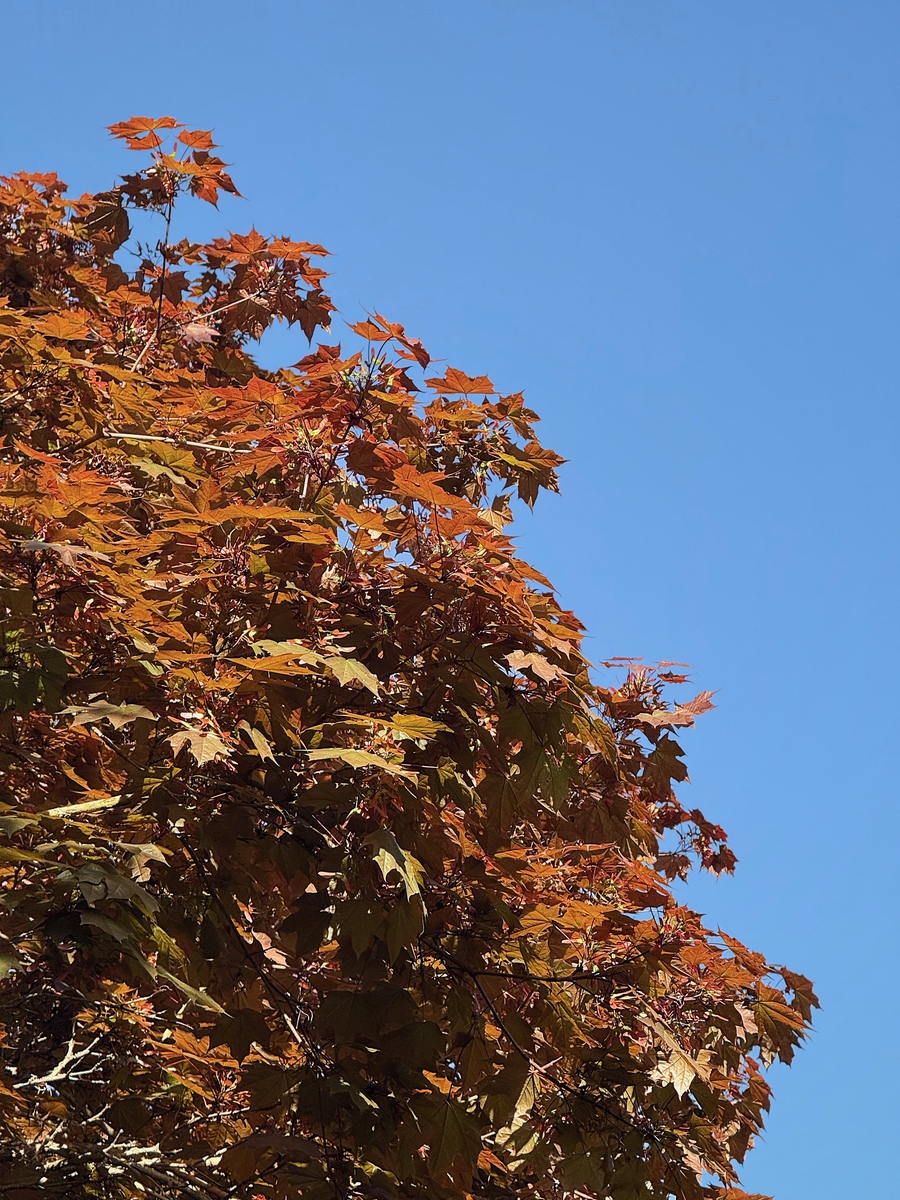 This maple must think it is fall