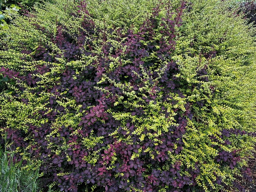 Even more dichromatism