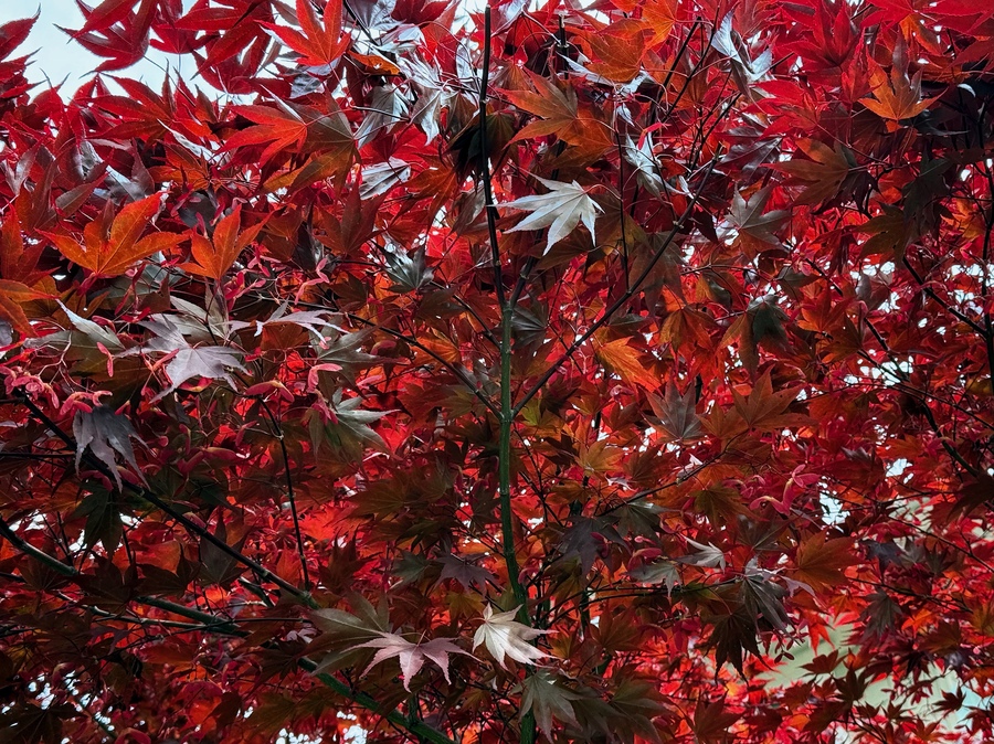 Vividly red maples
