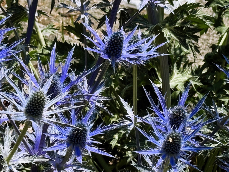 Sea hollies showing off