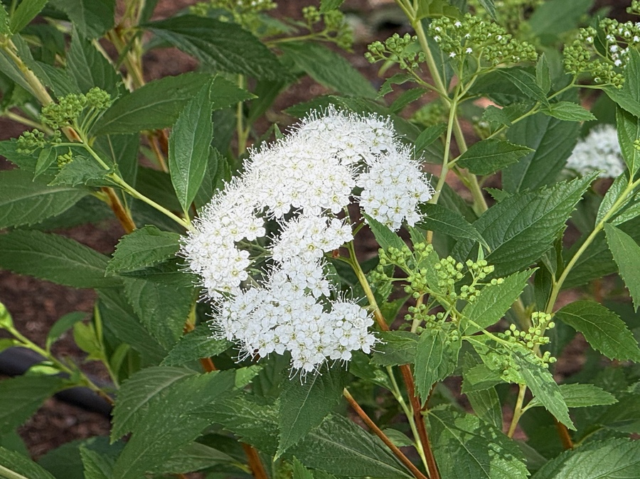 White meadowsweets first blooming