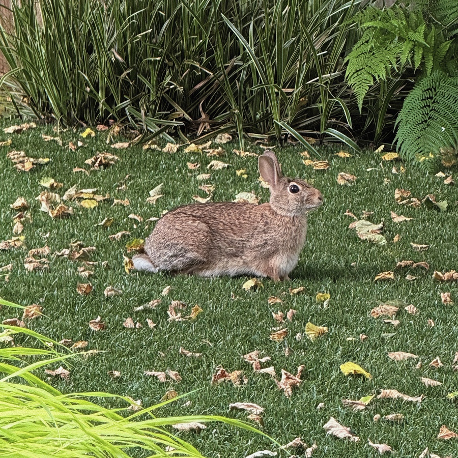 A new visitor to the garden