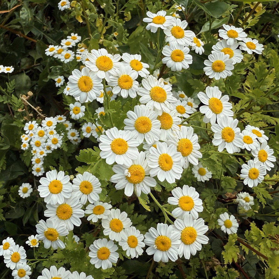 Feverfews with tiny daisy-like flowers