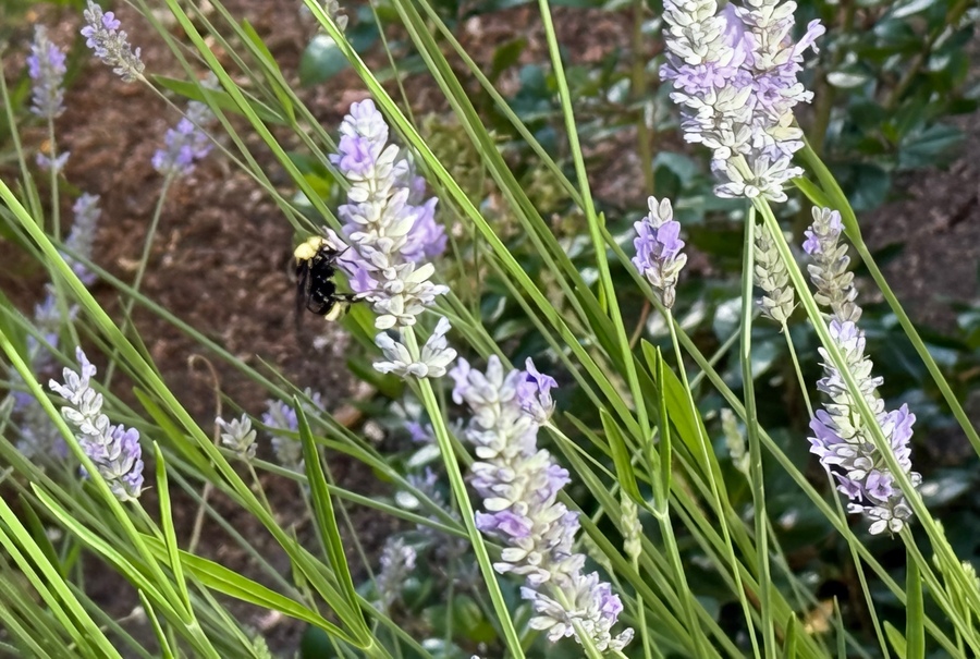 Bees never standing still on the English Lavender