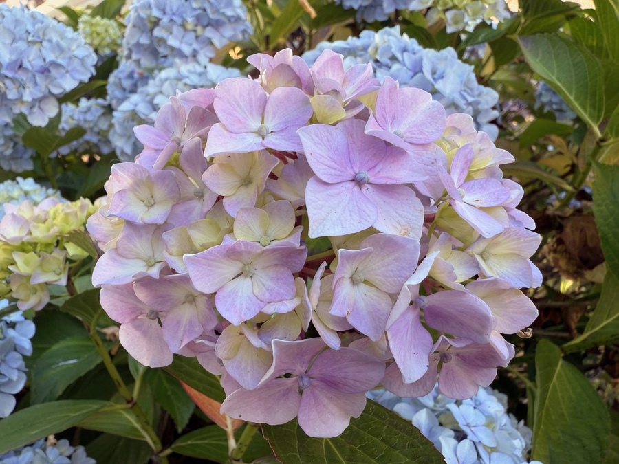 Variegated hyndrangea flower heads