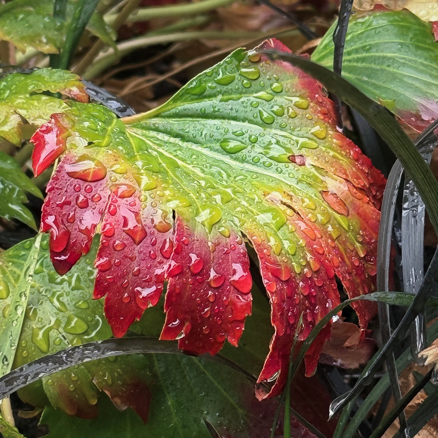 Droplets and variegation