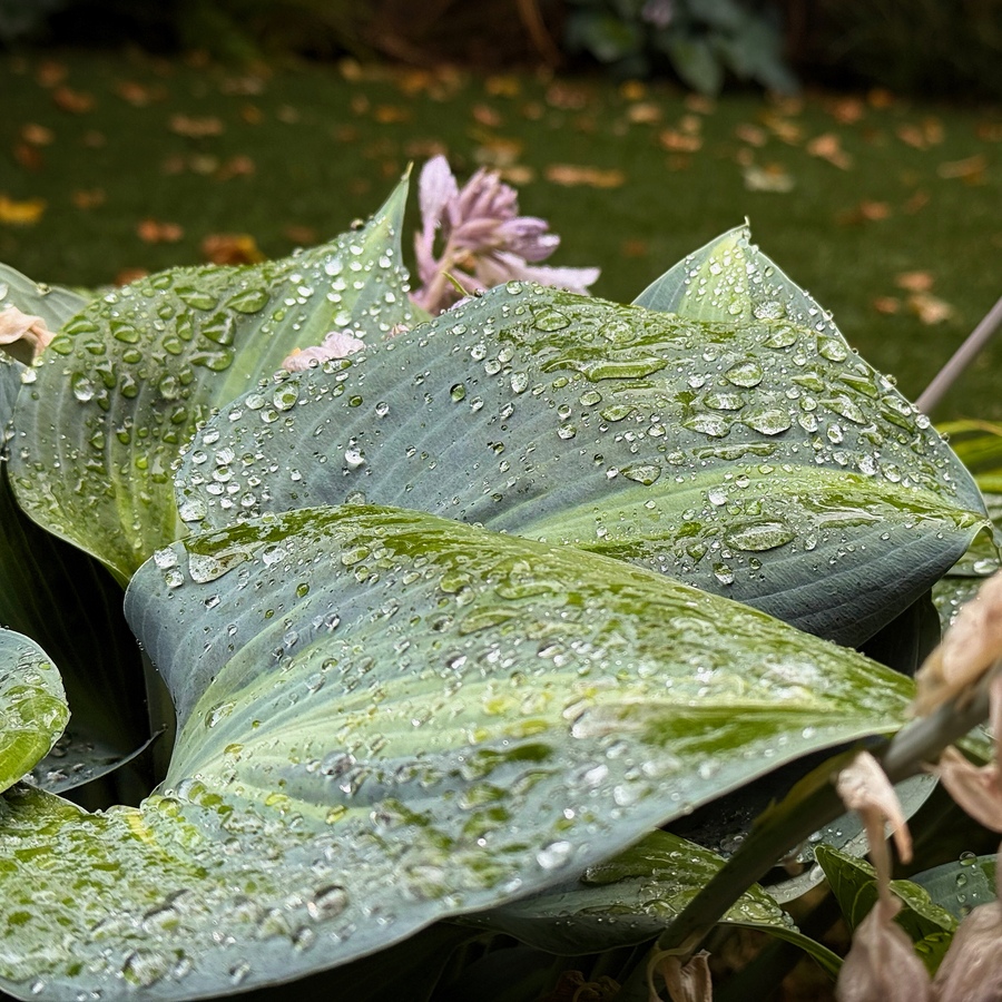 Water beading on hostas
