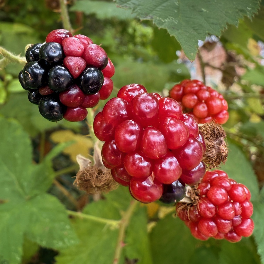 Some sort of berries instead of Some sort of berries