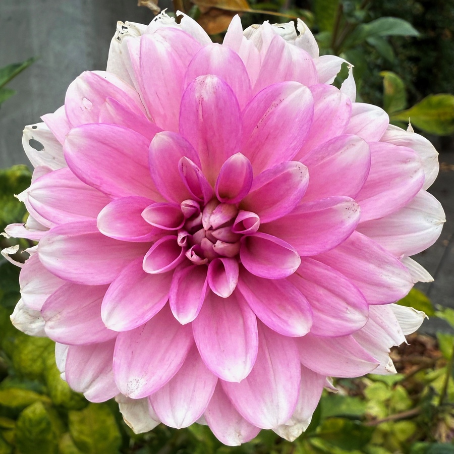 This dahlia is a bit late and worse for wear