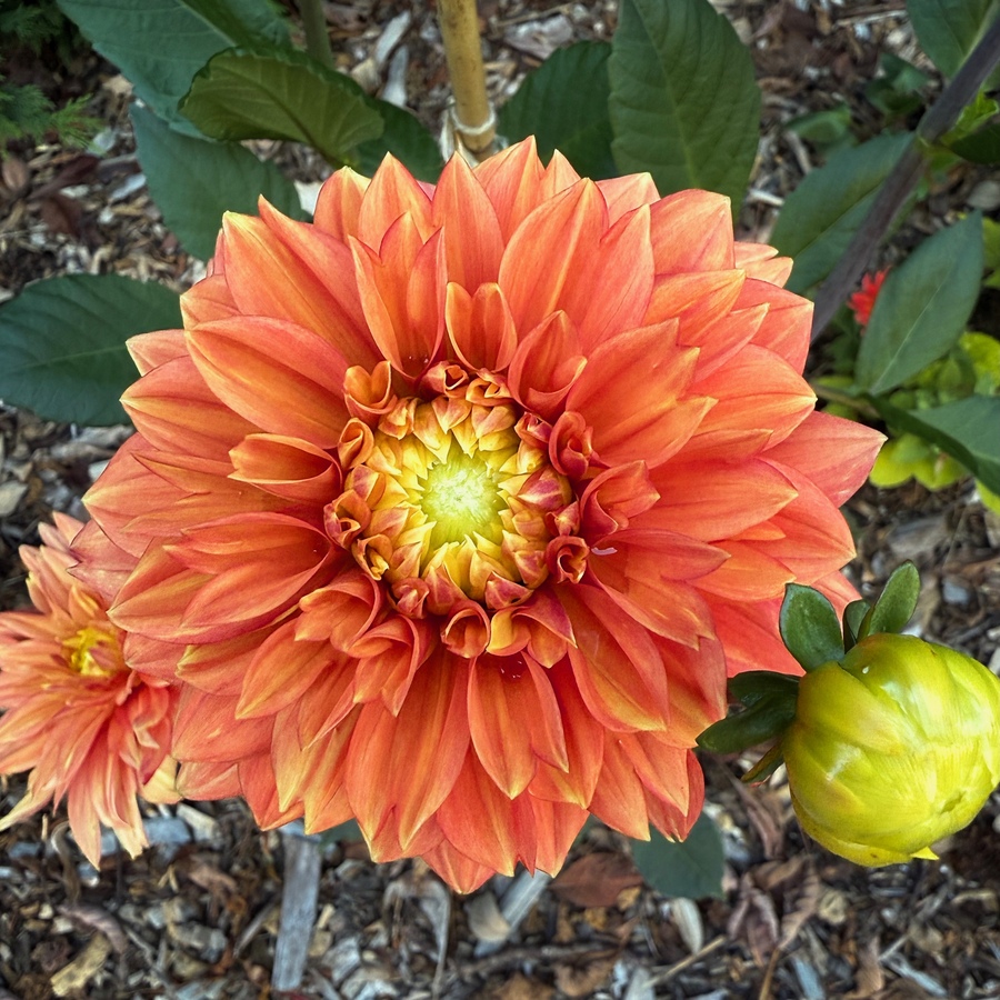 Fewer dahlias around, but there are a few