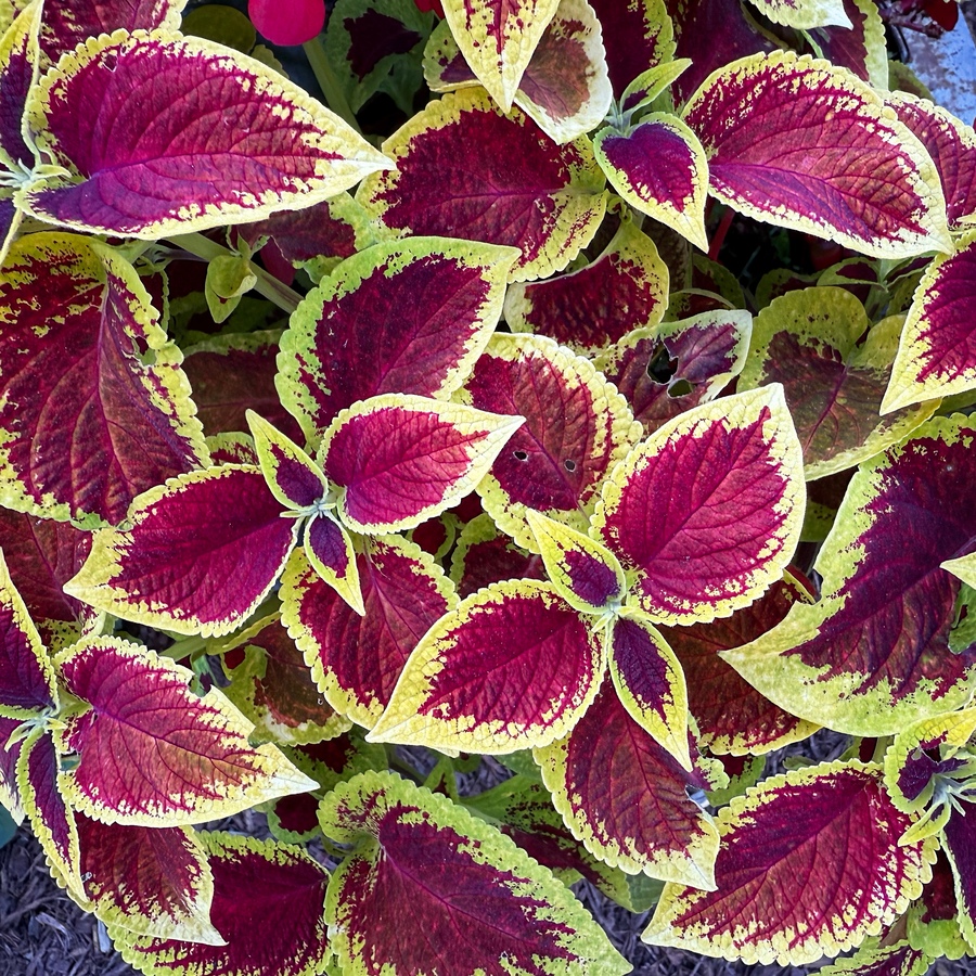 There’s just something about variegated leaves