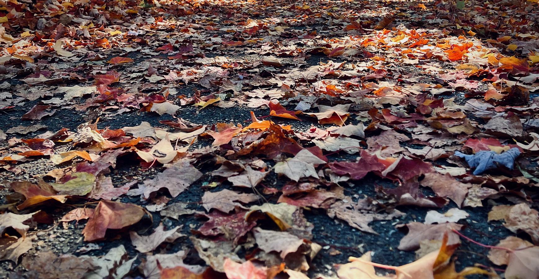 Obligatory autumnal leaves on the ground picture